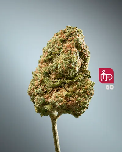 Product image of 50 Kush - Up - Dried Flower