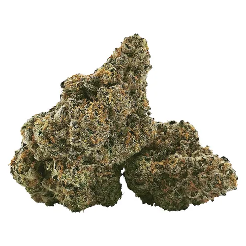 Loud Dream - DEALR - Dried Flower