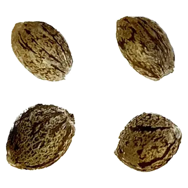 Product image of Auto Papaya Apricot Feminized Seeds - Automatic Ganja - Seeds