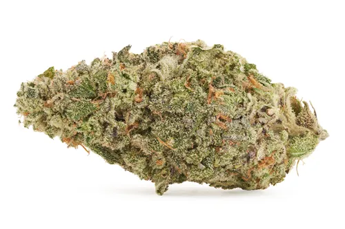 Product image of Zeus - Salt Spring Magic - Dried Flower