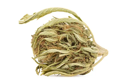 Product image of Umpqua - West Coast Weedery - Dried Flower