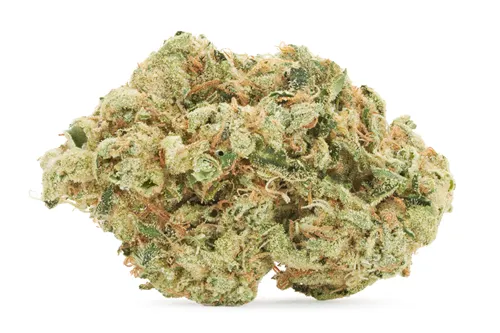 Product image of Hawaiian Snow - Choklit Park - Dried Flower