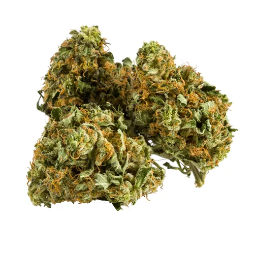 Banana Split - Aurora - Dried Flower