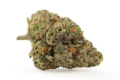 Midnight Sherb - FIGR - Dried Flower