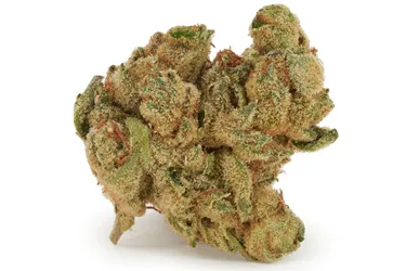 Product image of Secret Formula - Wink - Dried Flower