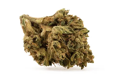 Product image of Wedding Punch LTO - Martindale Farms - Dried Flower
