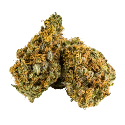 Nanas - Aurora - Dried Flower