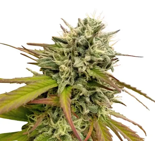Product image of Pink Plum Kush - Weathered Islands Craft Cannabis - Seeds