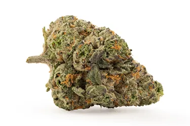 Product image of Midnight Sherb - FIGR - Dried Flower