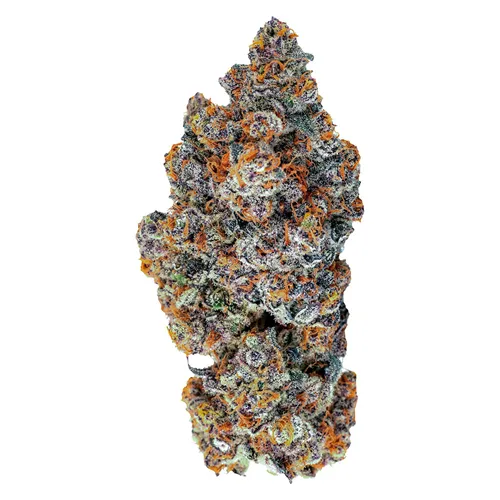 Espresso Gelato - Tenzo - Dried Flower