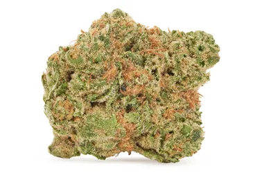 Product image of Beaver Tail - Potluck - Dried Flower