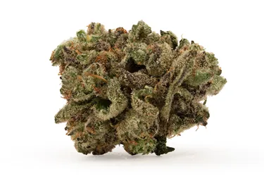Product image of 9 lb Hammer - BC OZ - Dried Flower