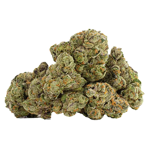 Glazed Apricot Gelato - Castle Rock Farms - Dried Flower