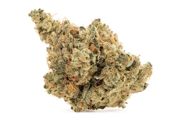 Product image of BC Organic Oil Slick - Coast Mountain Cannabis - Dried Flower