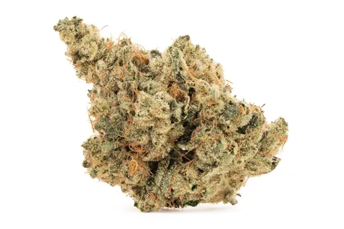 Product image of BC Organic Oil Slick - Coast Mountain Cannabis - Dried Flower