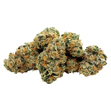 Product image of Star Chase - Starting Point! - Dried Flower