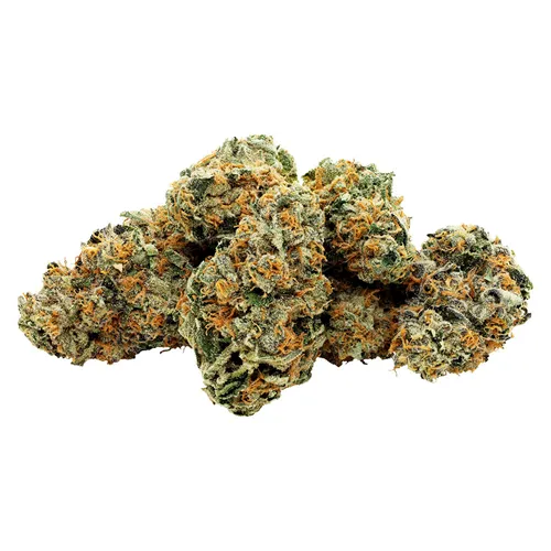 Star Chase - Starting Point! - Dried Flower