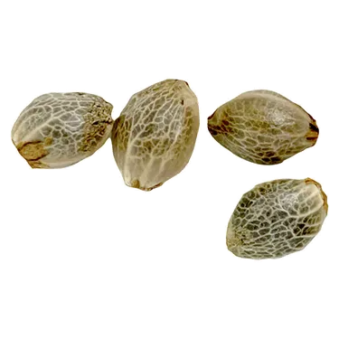 Product image of Sugar Diesel Feminized - Weathered Islands - Seeds