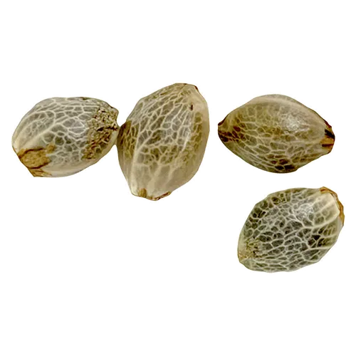 Product image of Sugar Diesel Feminized - Weathered Islands - Seeds