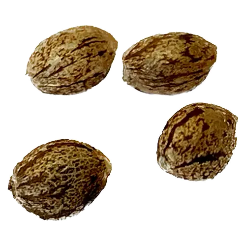 Product image of Modified Kush Breath Feminized - Clone Collector Seed Bank - Seeds