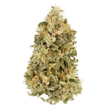 Product image of Wonder - Qwest - Dried Flower