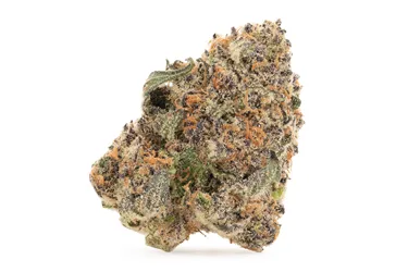 Product image of Tropicanna - 1964 - Dried Flower