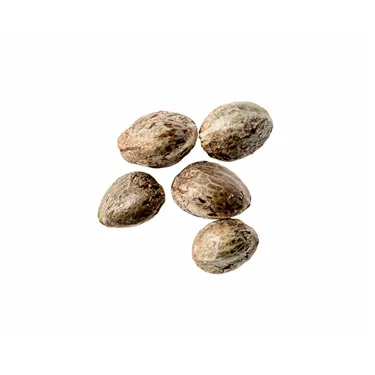 Product image of Chocolate Cake - 34 Street Seed Co - Seeds