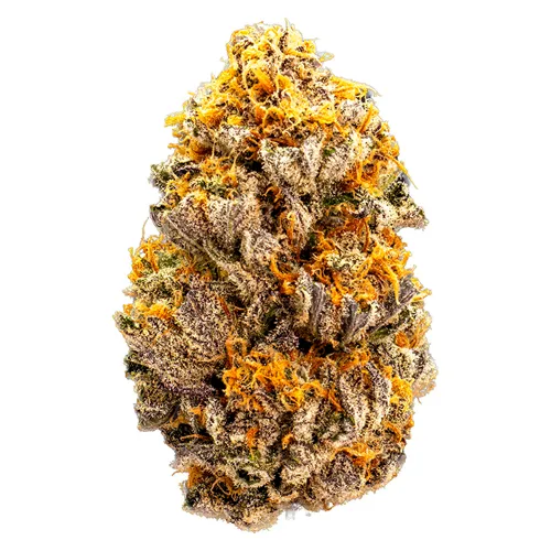 Mini Shinken - Waza - Dried Flower