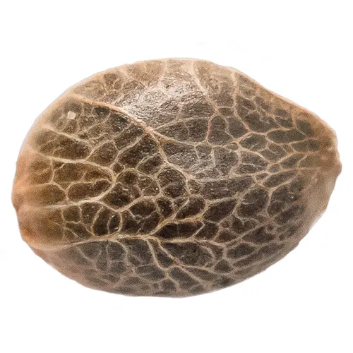 Product image of Bubba Kush 2.5 - 34 Street Seed Co - Seeds