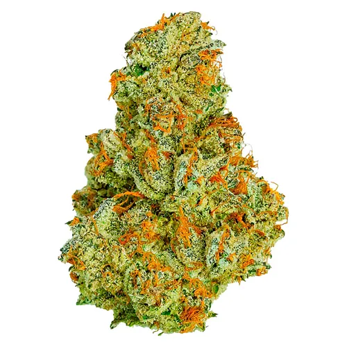 Electric Daisy - Coterie - Dried Flower