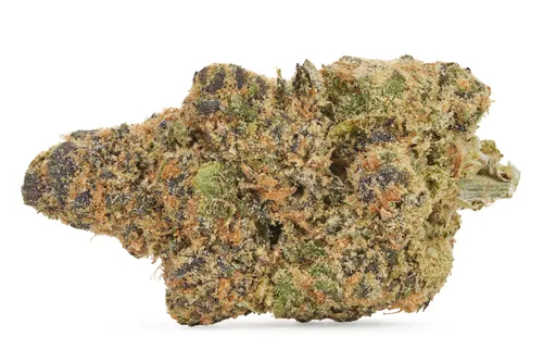 Product image of White Hot Guava - Sitka Legends - Dried Flower
