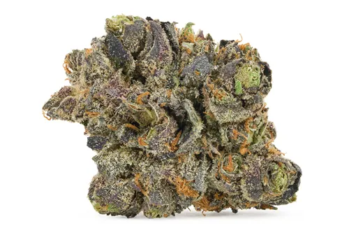 Glazed Apricot Gelato - Castle Rock Farms - Dried Flower