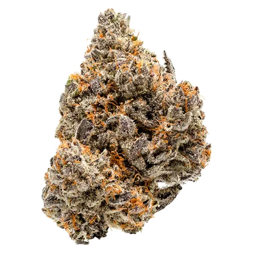 Product image of Blue ZtarBurzt - Coterie - Dried Flower