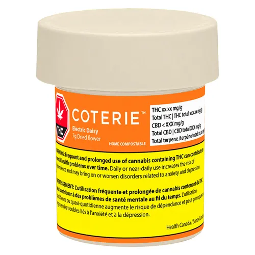 Electric Daisy - Coterie - Dried Flower