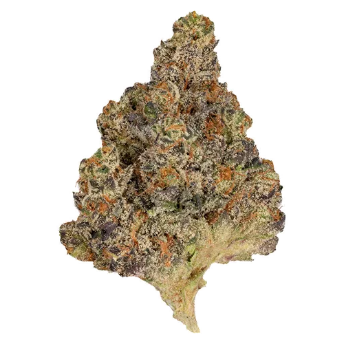 Product image of PART TIME - OMY! - Dried Flower
