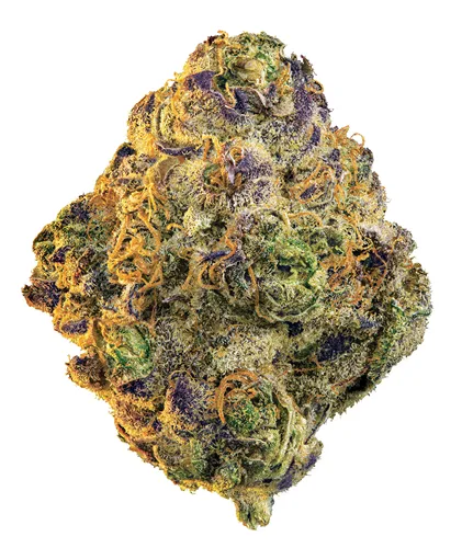 Slurricane - Edison - Dried Flower