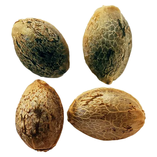 Product image of Timewarp Autoflower Feminized Seeds Multi Pack - Weathered Islands Craft Cannabis - Seeds