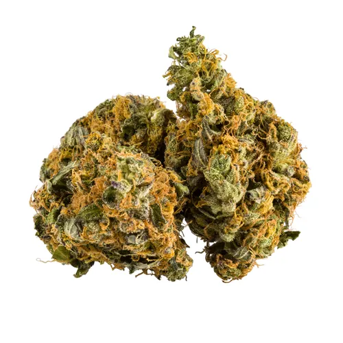 Nanas - Aurora - Dried Flower