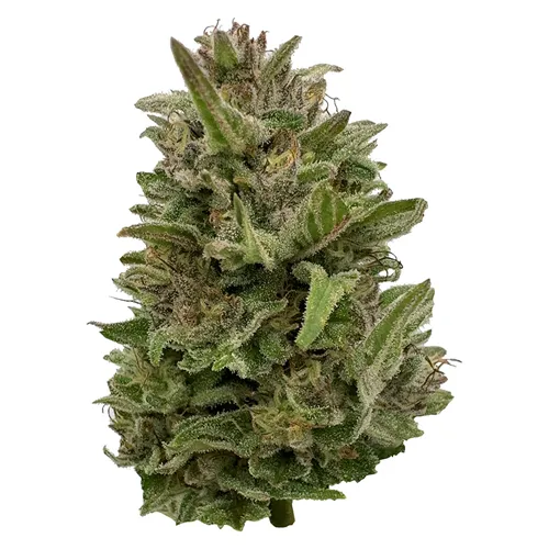 Pretty Chill Indica - Deelish - Dried Flower