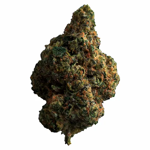Tropicana Cookies - The Loud Plug - Dried Flower