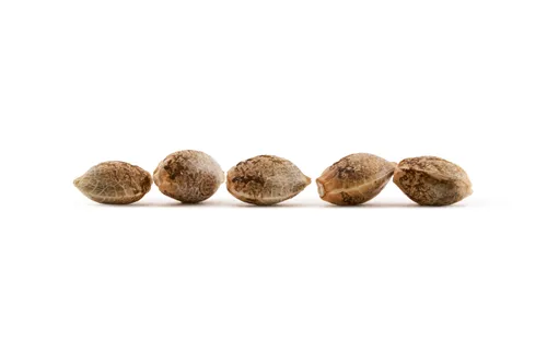 Product image of OG Kush - 34 Street Seed Co - Seeds