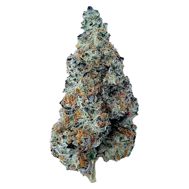 Slurriboof - The Florist - Dried Flower
