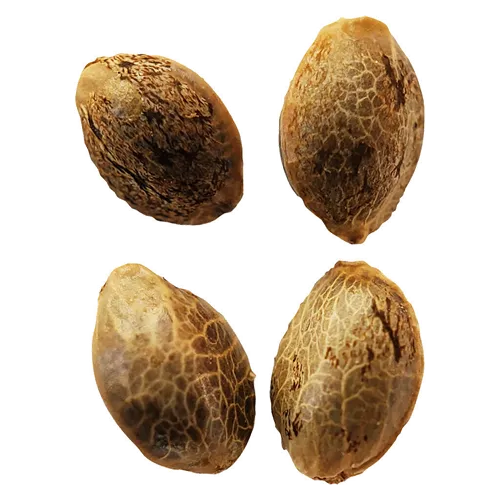 Product image of Lemon Sunshine Feminized - Weathered Islands - Seeds