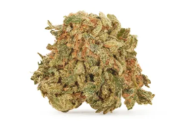 Product image of Winter Frost - Good Supply - Dried Flower