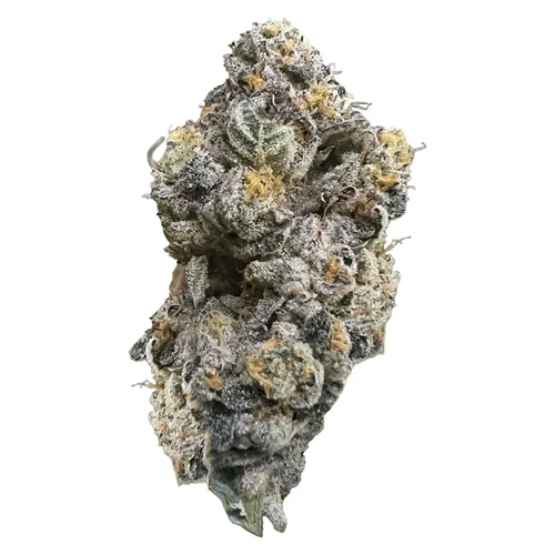 Royal Dive #3: Hindu Glue - HighXotic - Dried Flower