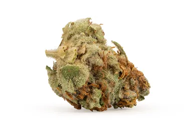 Product image of KQ Jager - Kootenay Quantum - Dried Flower