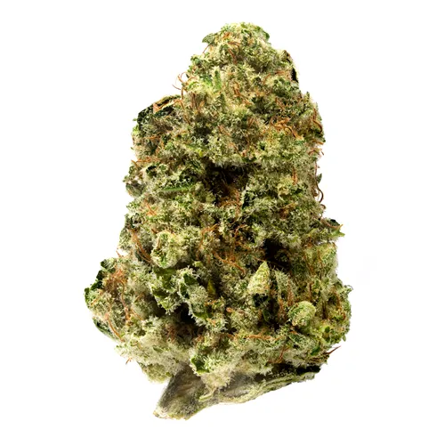 Sweet Jersey 3 - RIFF - Dried Flower