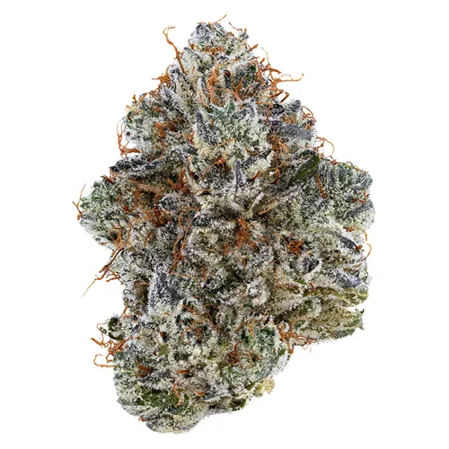 Neon Sunshine - Tribal - Dried Flower