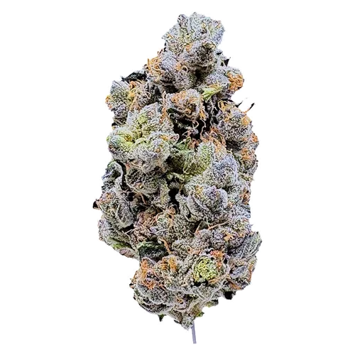 Product image of Platinum Blue Gellati - LaHoja - Dried Flower