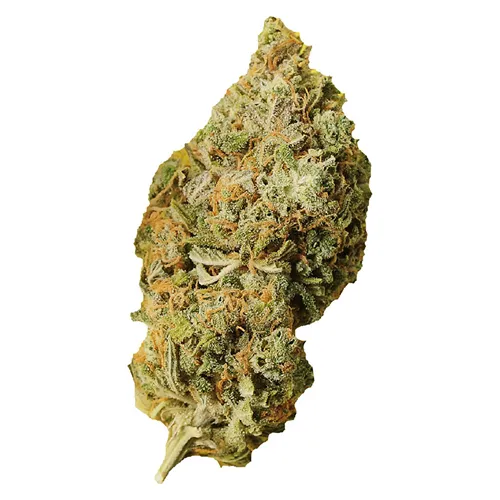 Sampler - Palmetto - Dried Flower